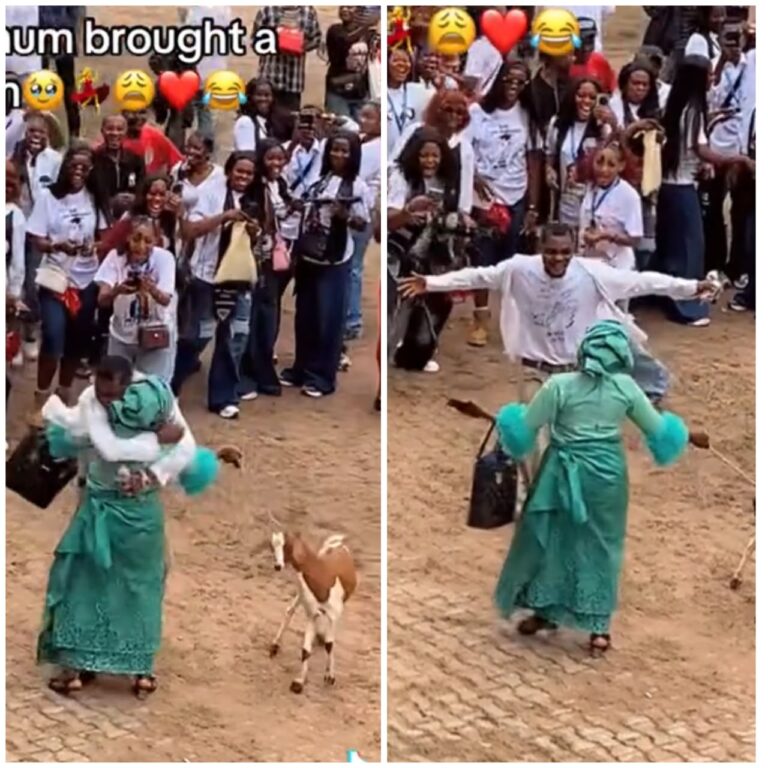 Mother University graduate goat